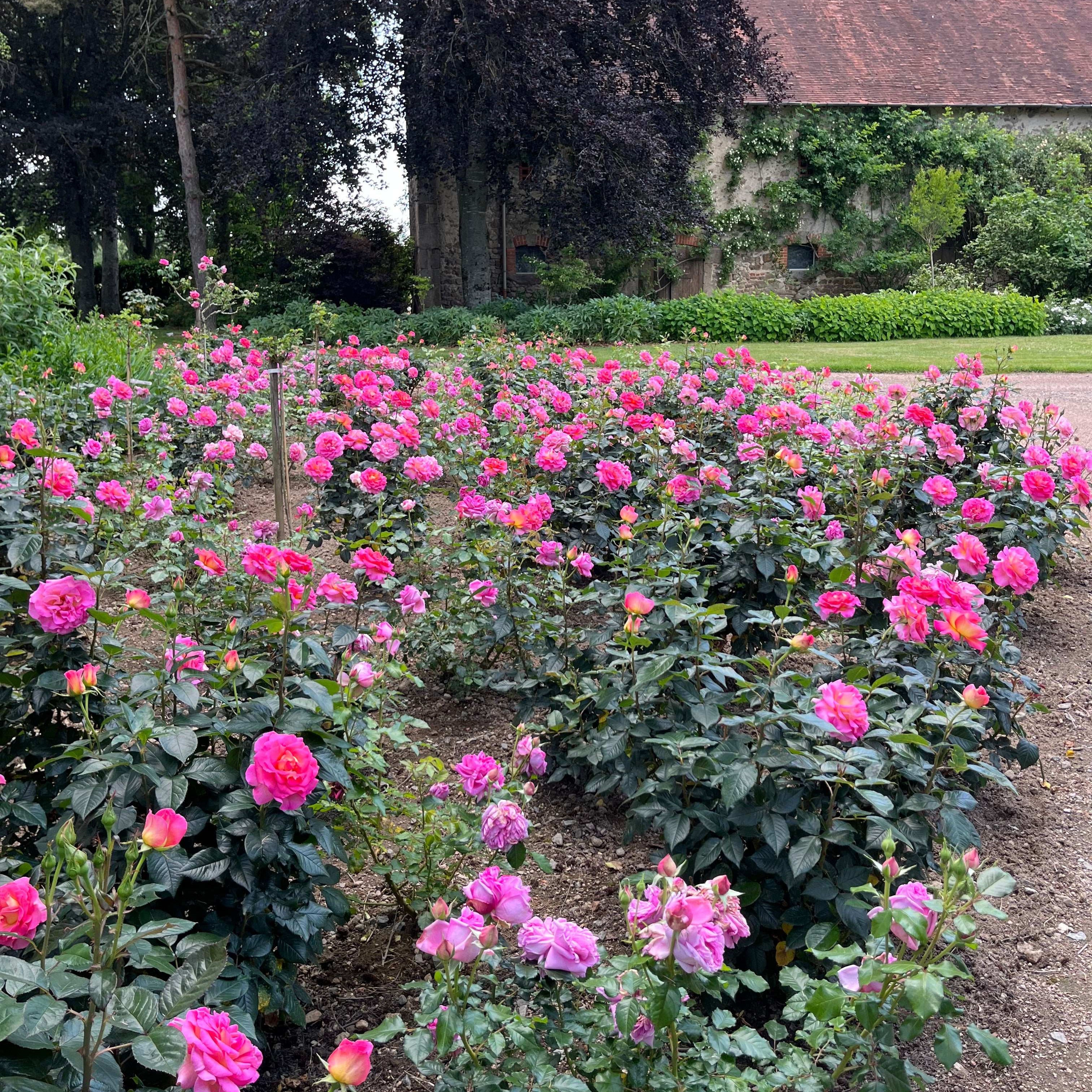 Julie Andrews™ Pink Fuchsia Rose | April & Ashley