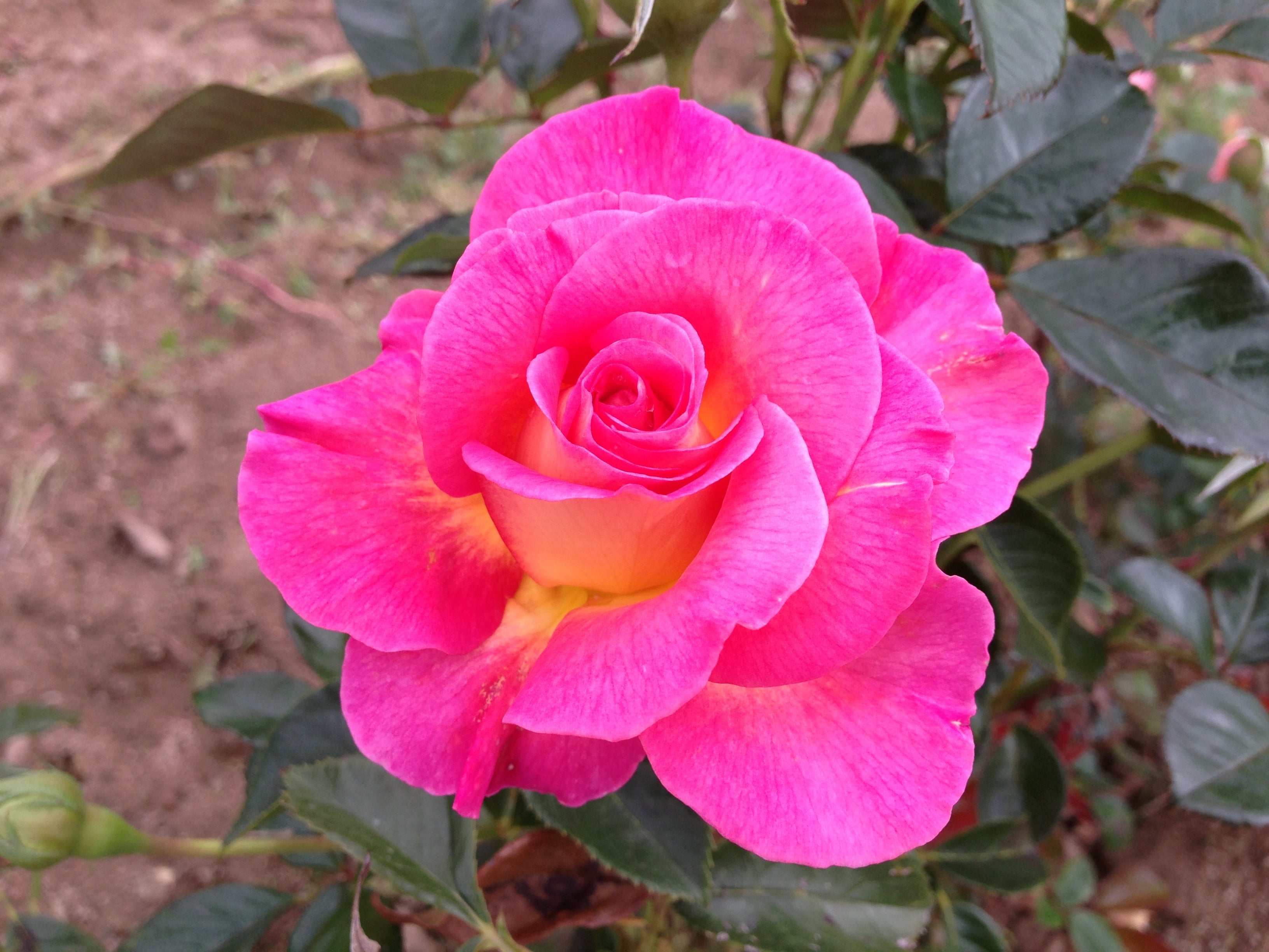 Julie Andrews™ Pink Fuchsia Rose | April & Ashley