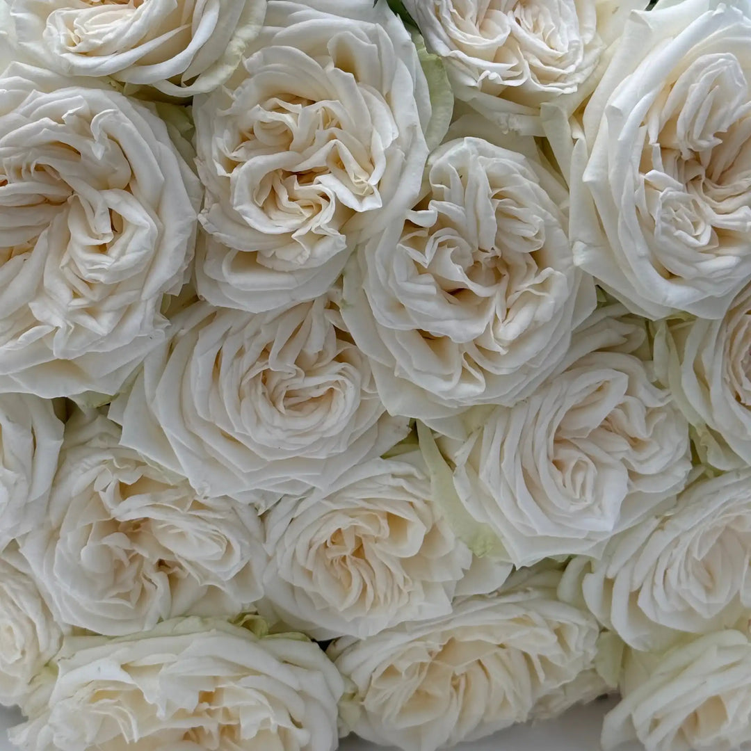 Jewena Roses Juwena™ Creamy White Hybrid Tea Rose | April & Ashley