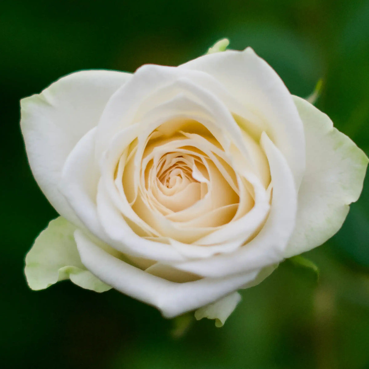Juwena™ Creamy White Hybrid Tea Rose | April & Ashley