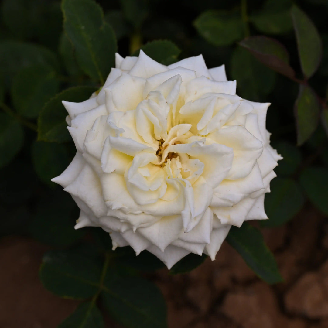 Jewena Roses Juwena™ Creamy White Hybrid Tea Rose | April & Ashley