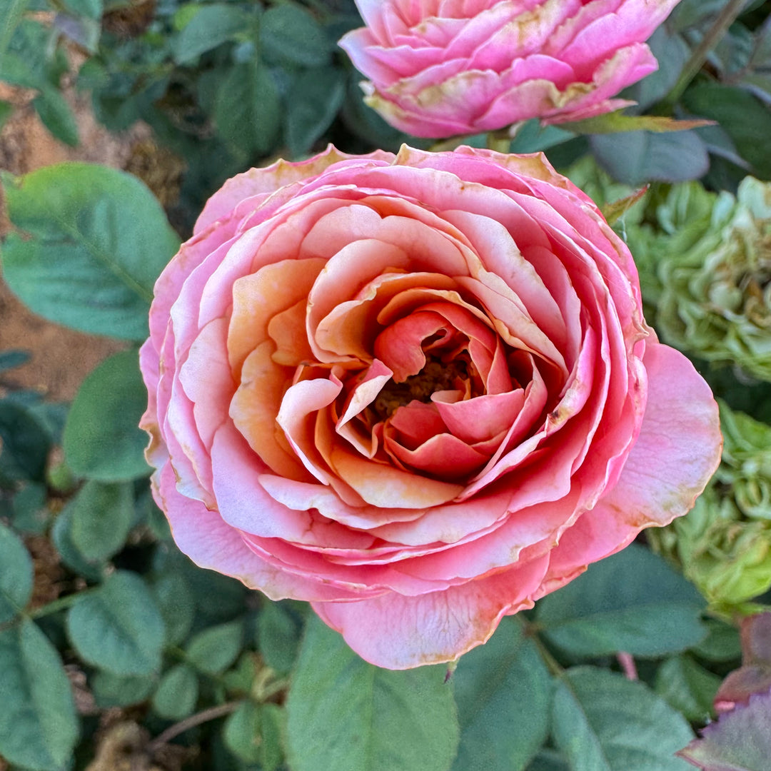 Close-up of a pink rose with green leaves in the background