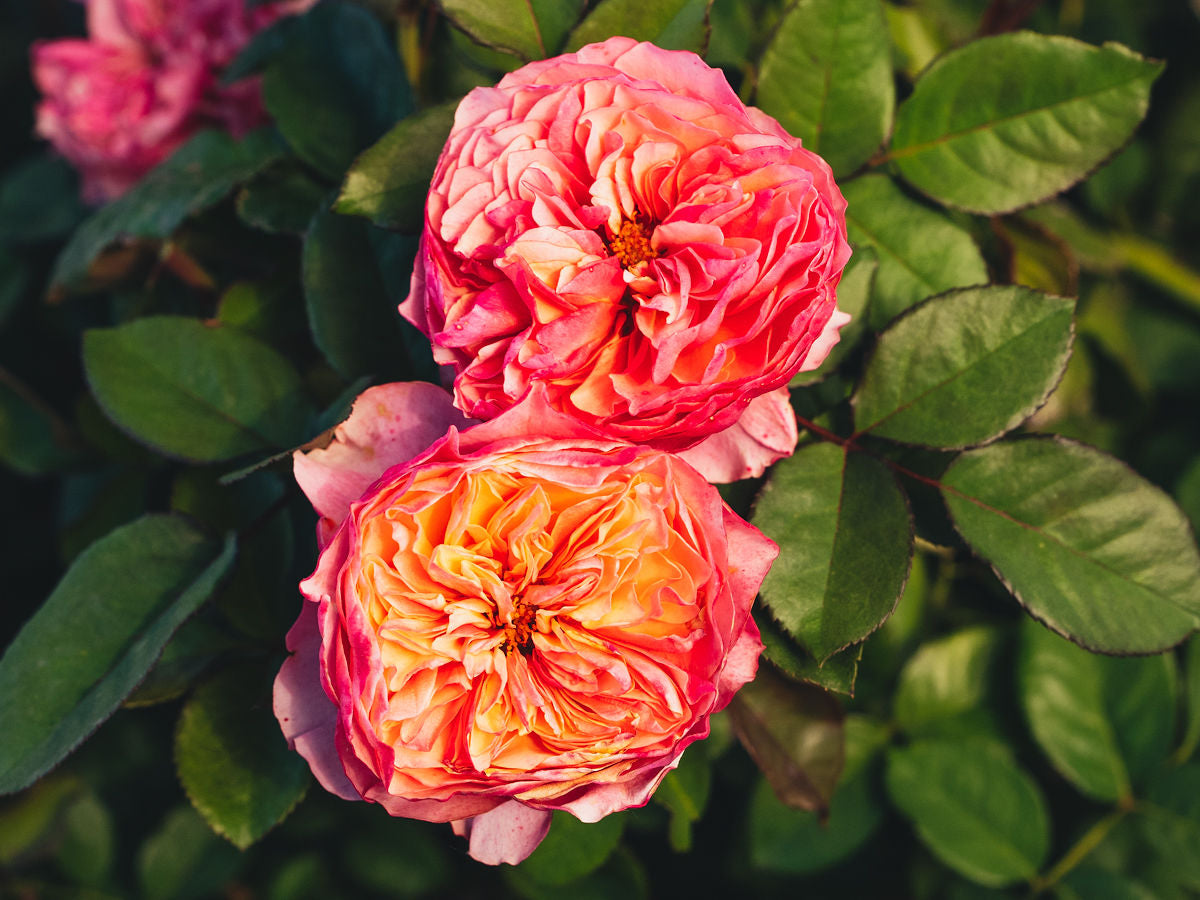 Kensington Gardens!™ – April & Ashley