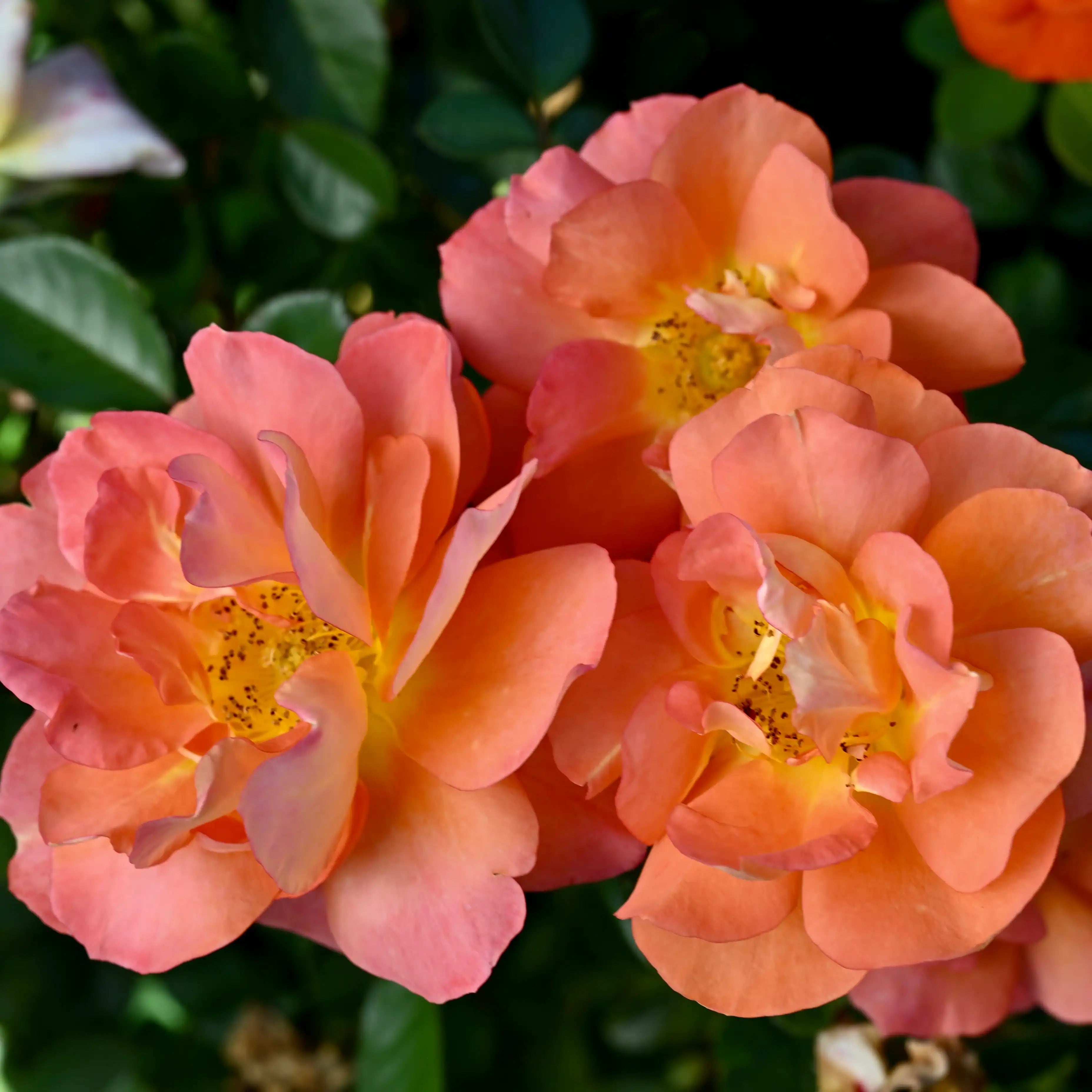 Orangerie™ – April & Ashley
