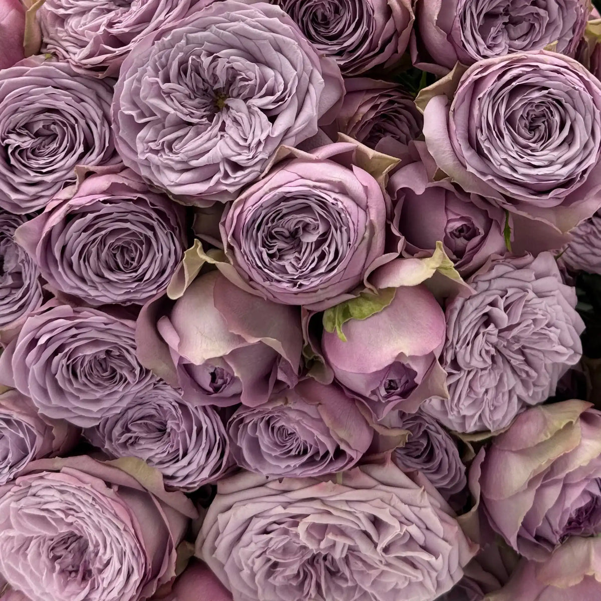 Lilac Veil™ Dreamy Pink & Purple Rose | April & Ashley
