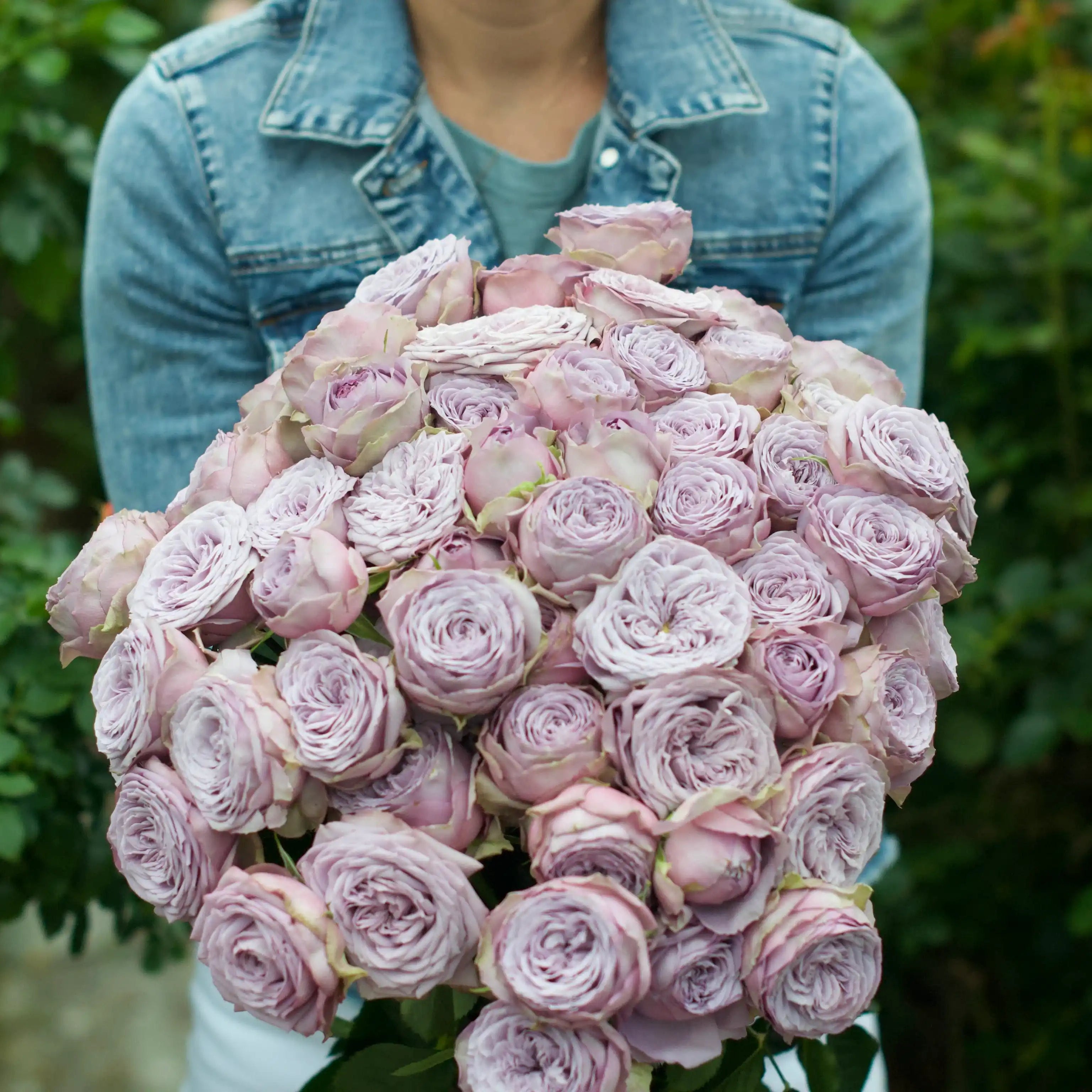 Hardiness Zone 9 Rose Bush Collection | April & Ashley – Page 10
