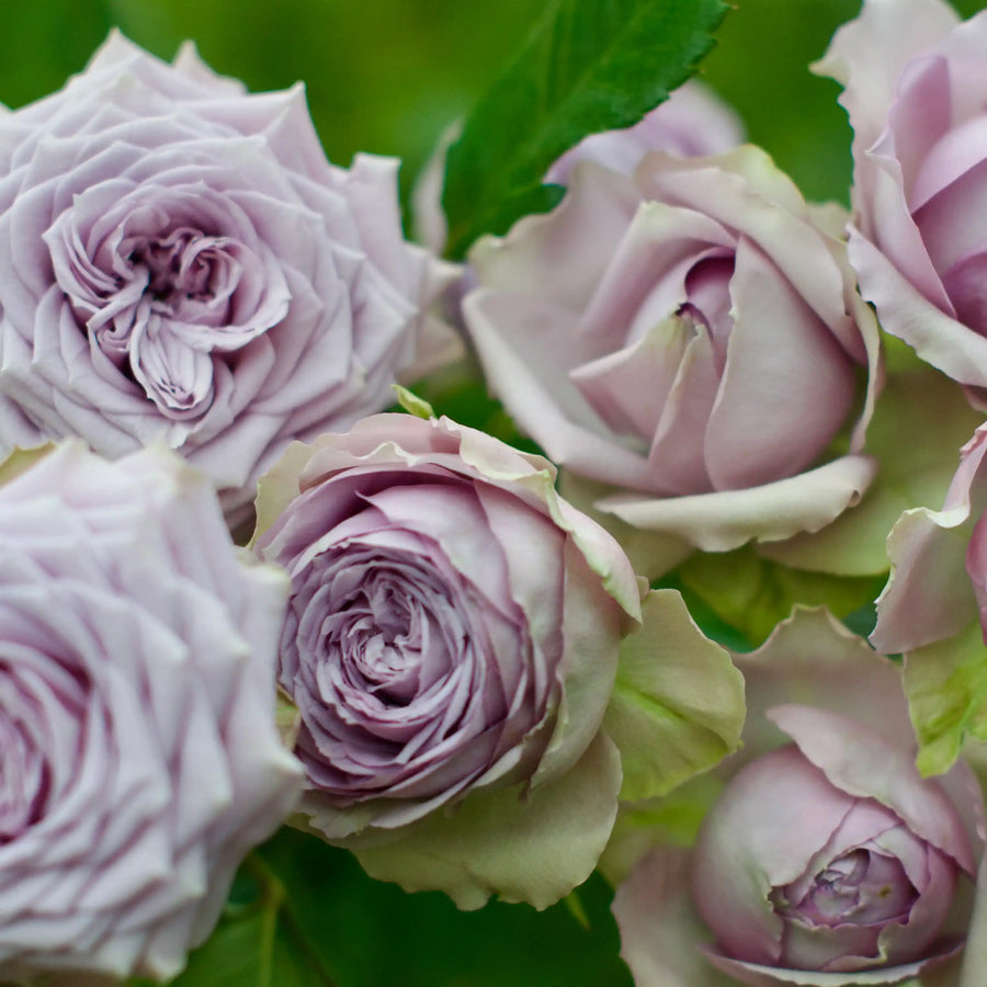 Lilac Veil™ Dreamy Pink & Purple Rose | April & Ashley
