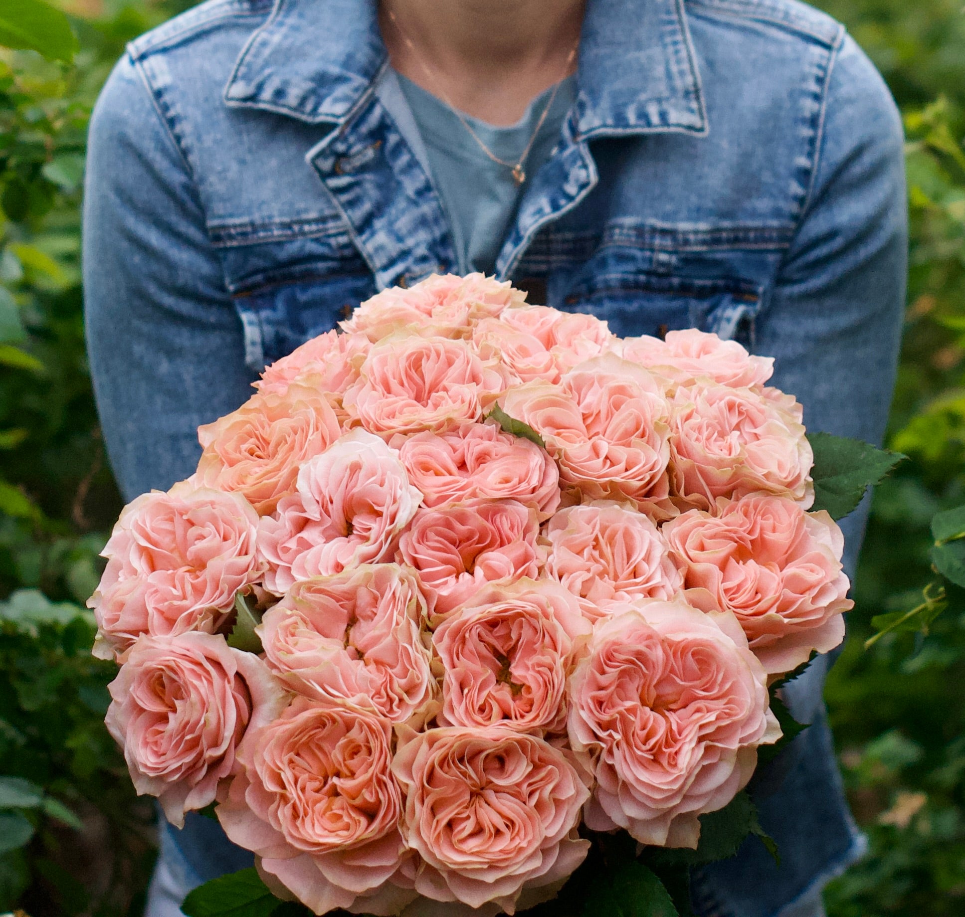 Shop All Rose Bushes – April & Ashley