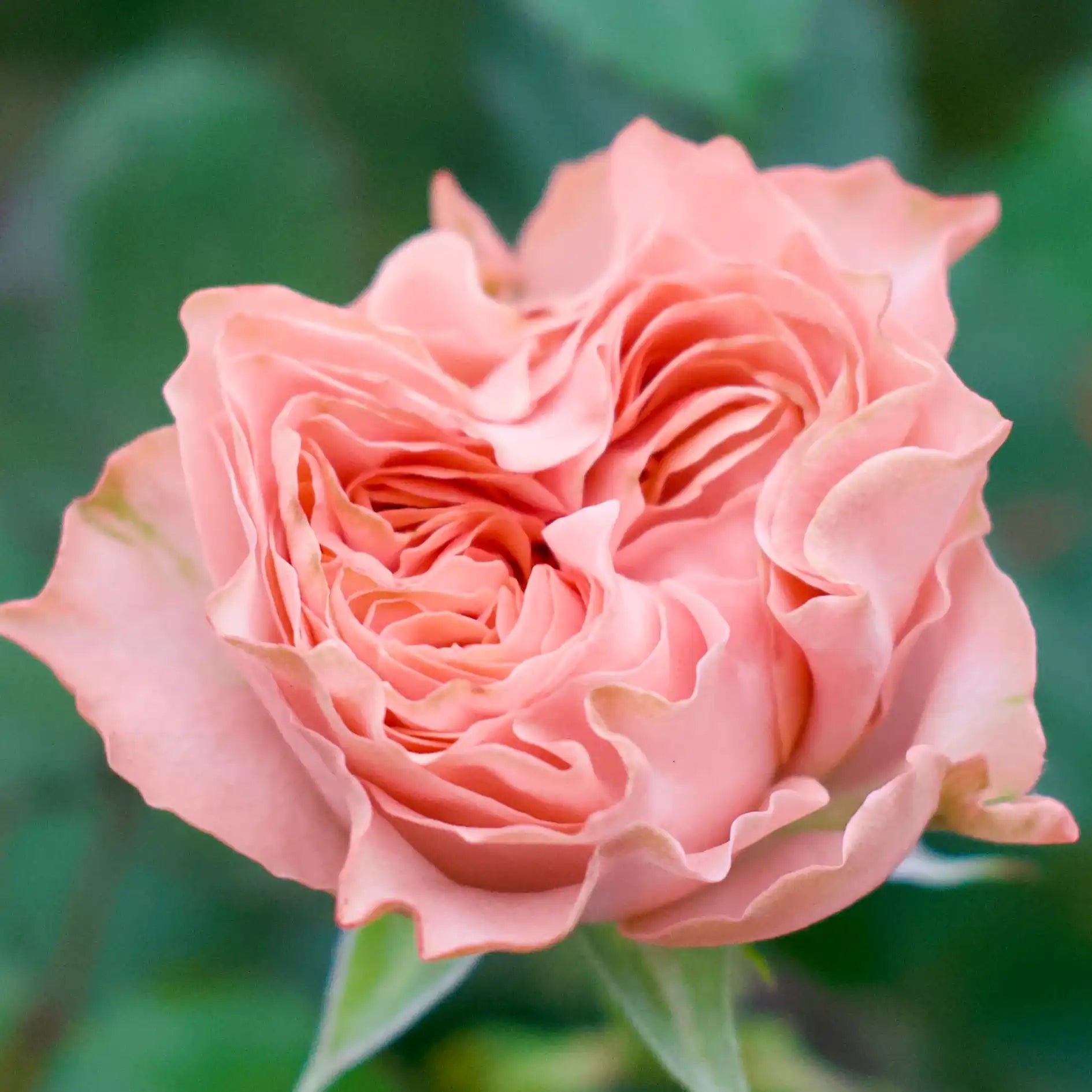 Phoenix™ Peach-Pink Rose | April & Ashley