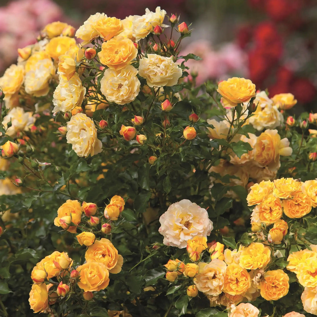 Bush of yellow Lizzy flowers with a blurred garden background