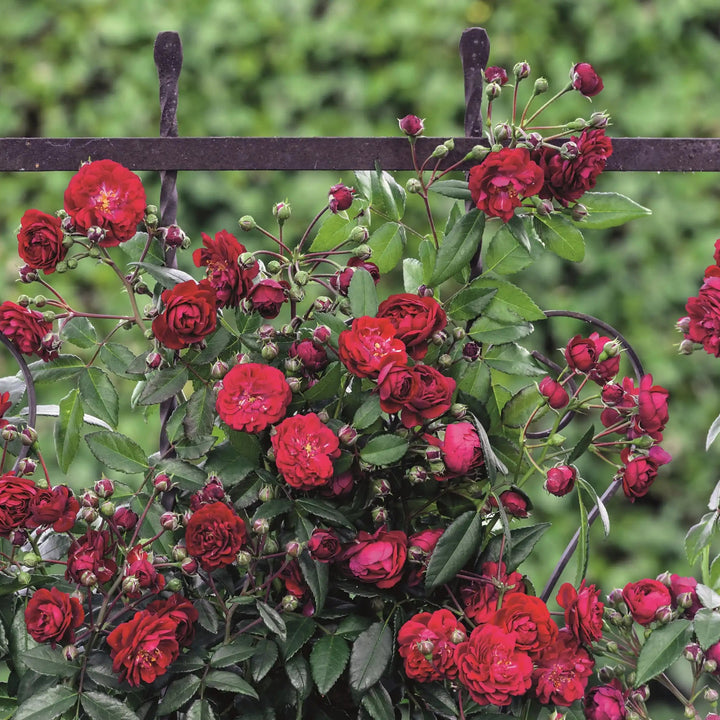 Red flowers growing over a metal trellis with a blurred green background