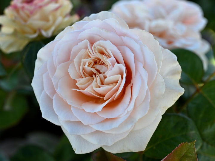 Close-up of a light pink rose with green leaves in the background