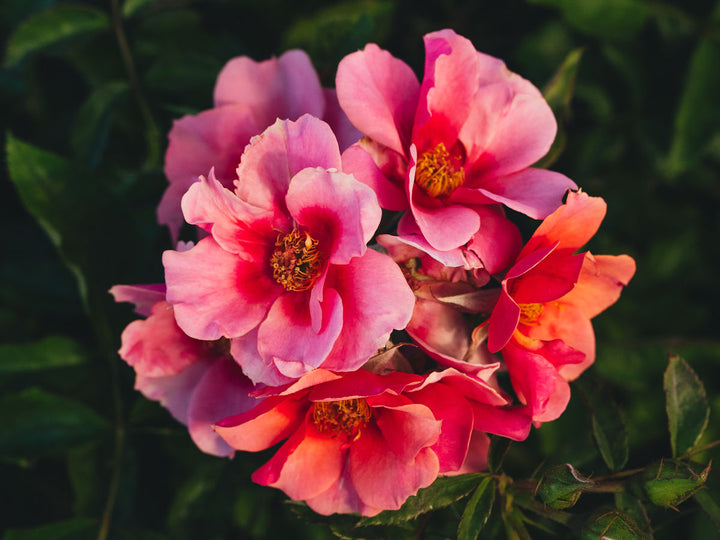 Maestro Babylon Eyes™