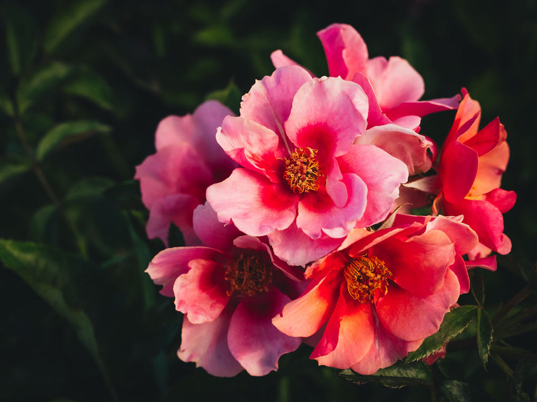 Maestro Babylon Eyes™