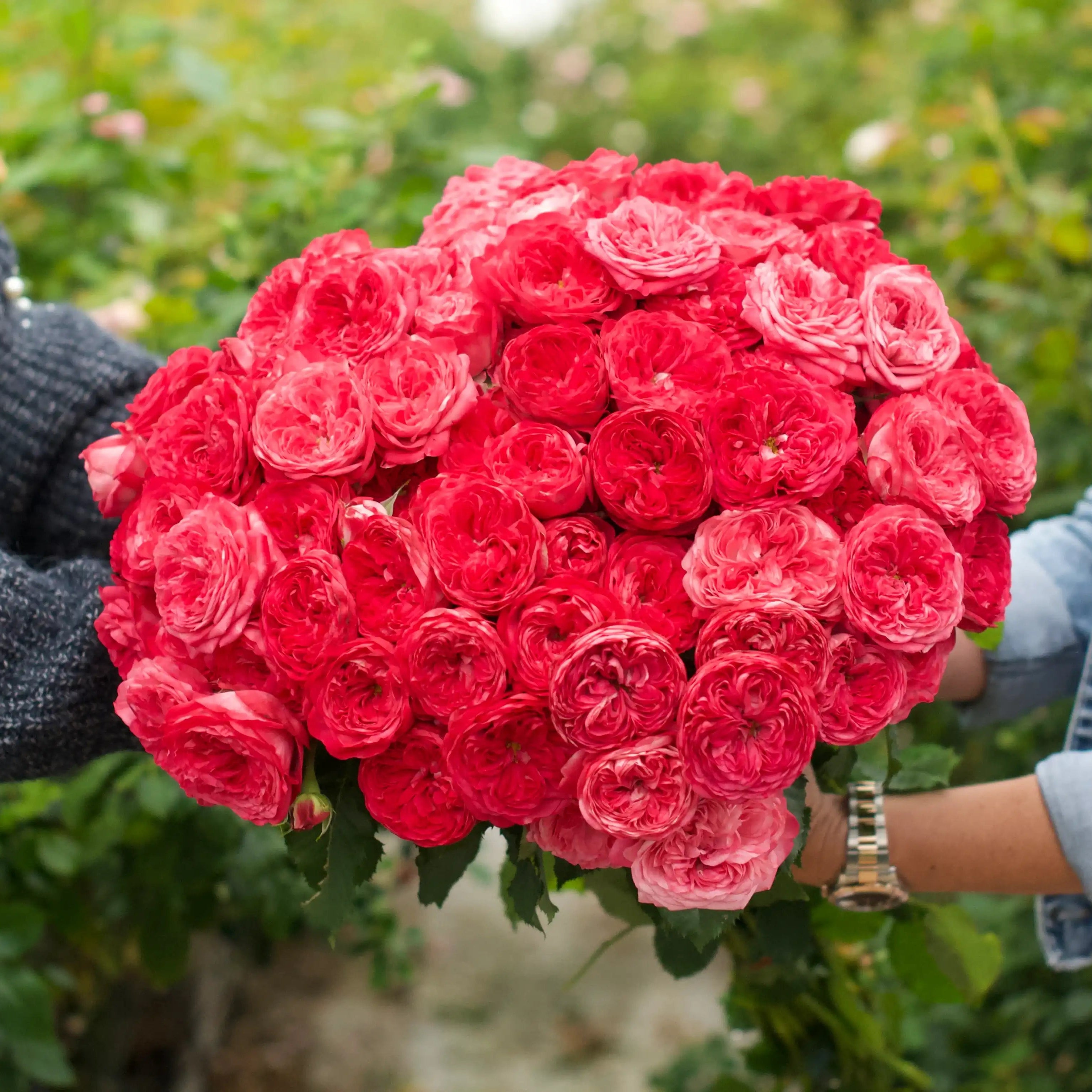 Hardiness Zone 9 Rose Bush Collection | April & Ashley – Page 10