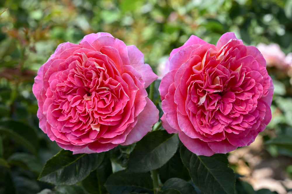 Two pink roses with a blurred green background