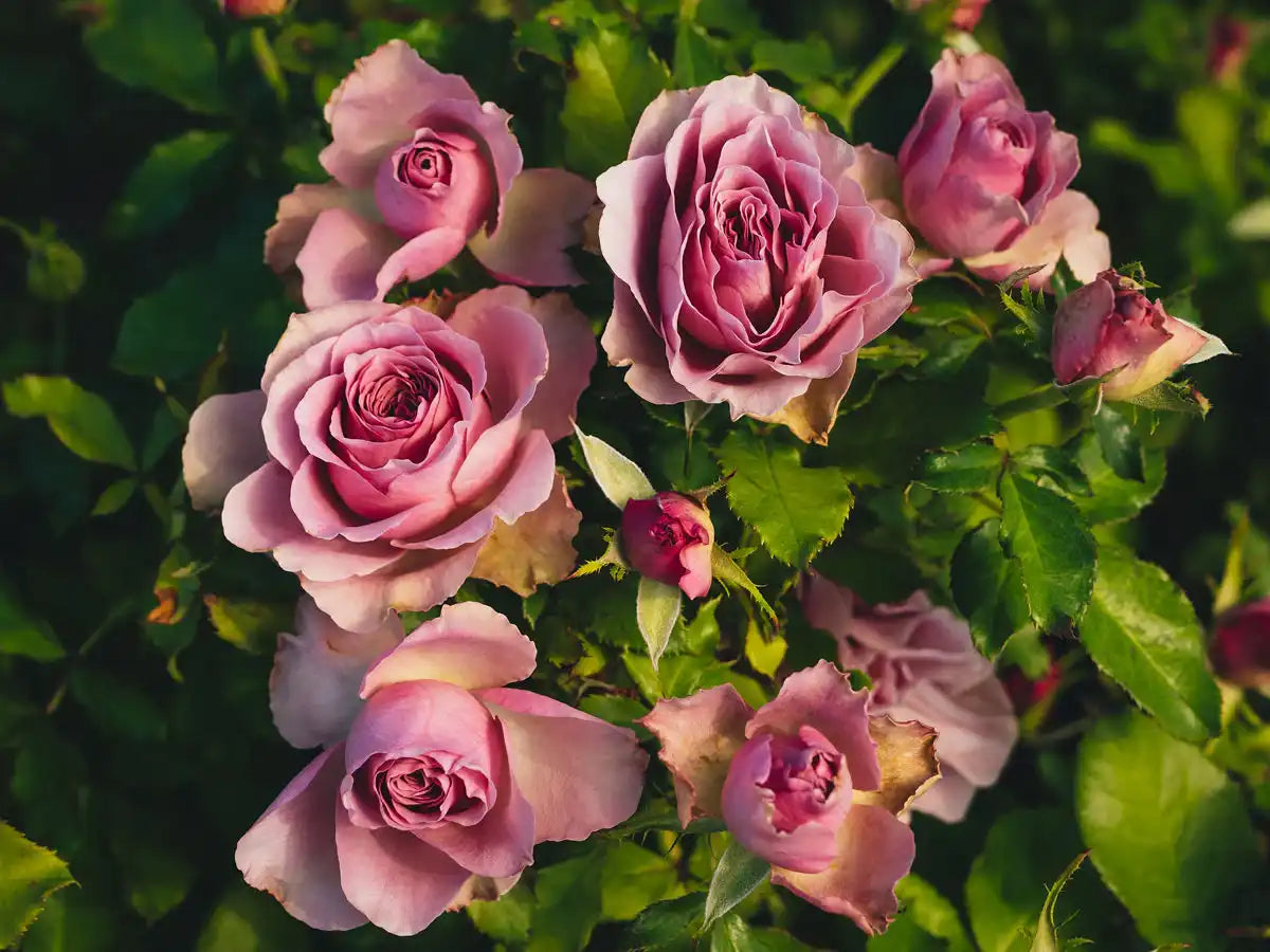 Rose ローズ Sexy Rexy | Floribunda | Weeks Rose – Wildwood Outdoor Living