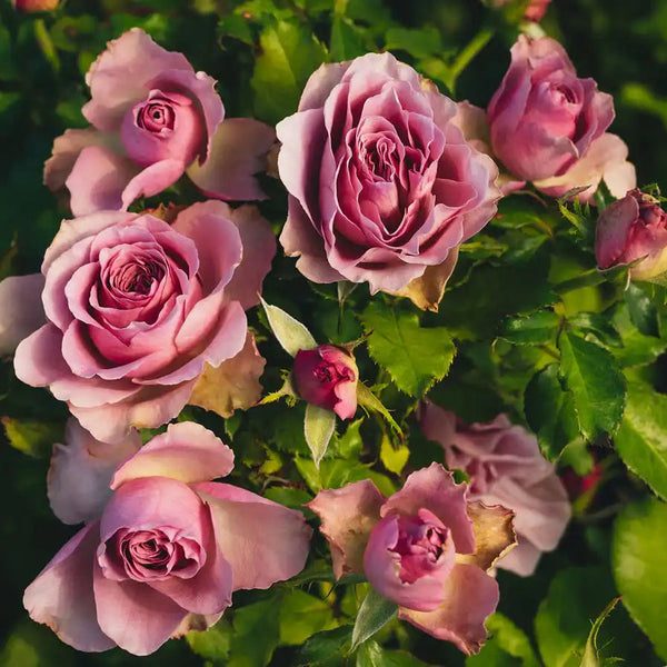 ♡Rose rose♡ Montmartre™ – April & Ashley