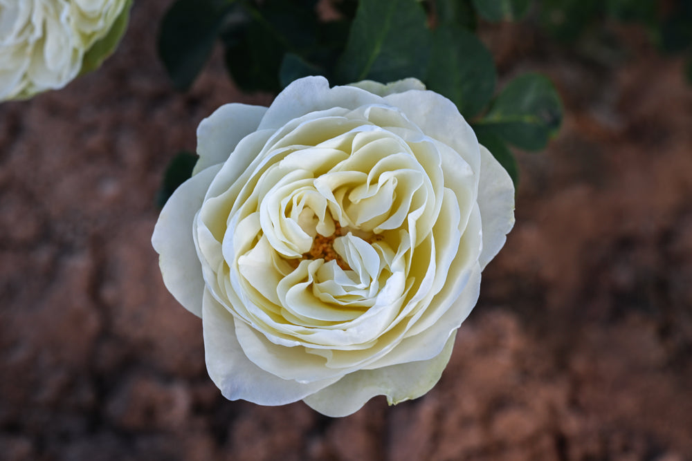 Close-up of a white rose with a blurred brown background