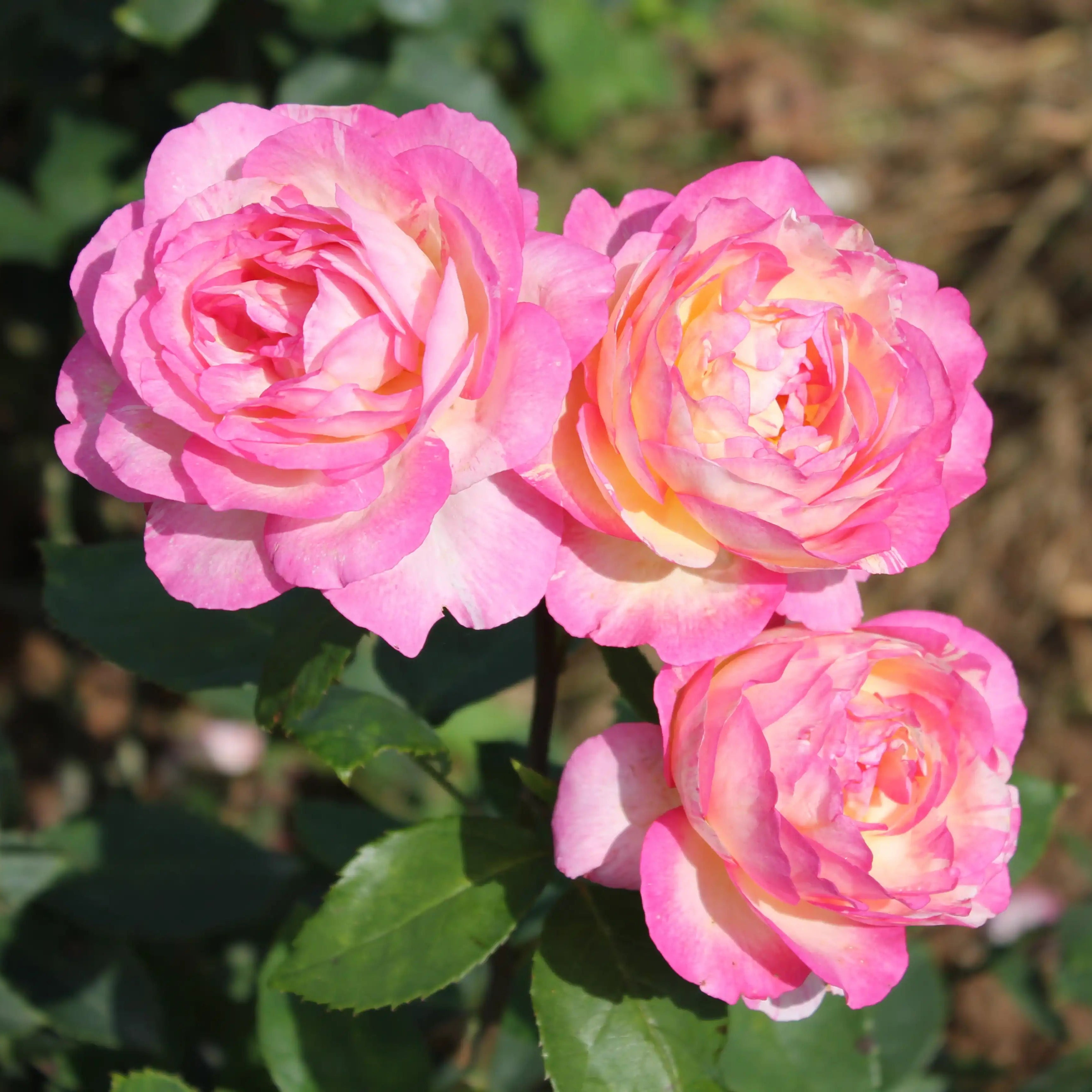 Marc Chagall® Baby Pink & Creamy White Rose | April & Ashley