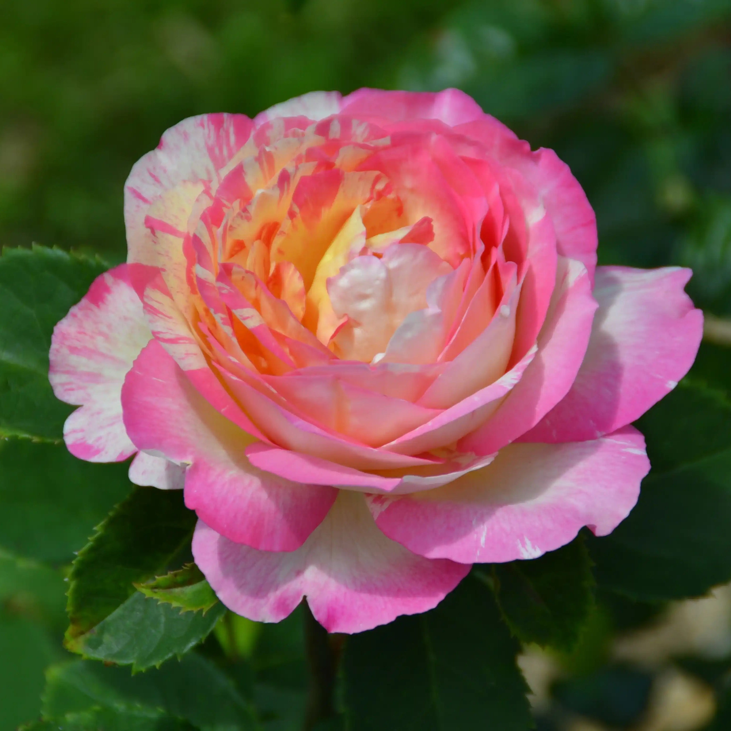 Marc Chagall® Baby Pink & Creamy White Rose | April & Ashley