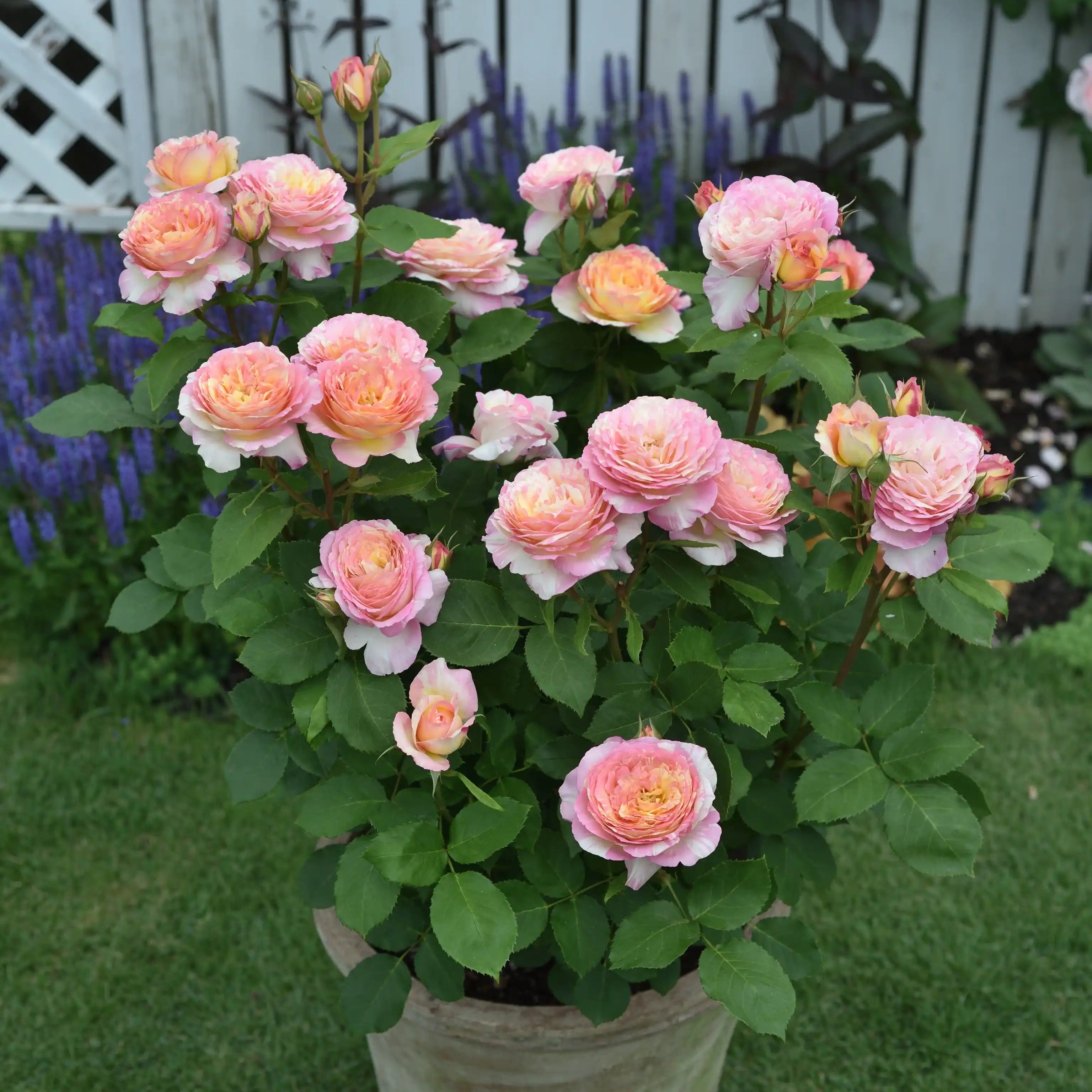 Marc Chagall® Baby Pink & Creamy White Rose | April & Ashley