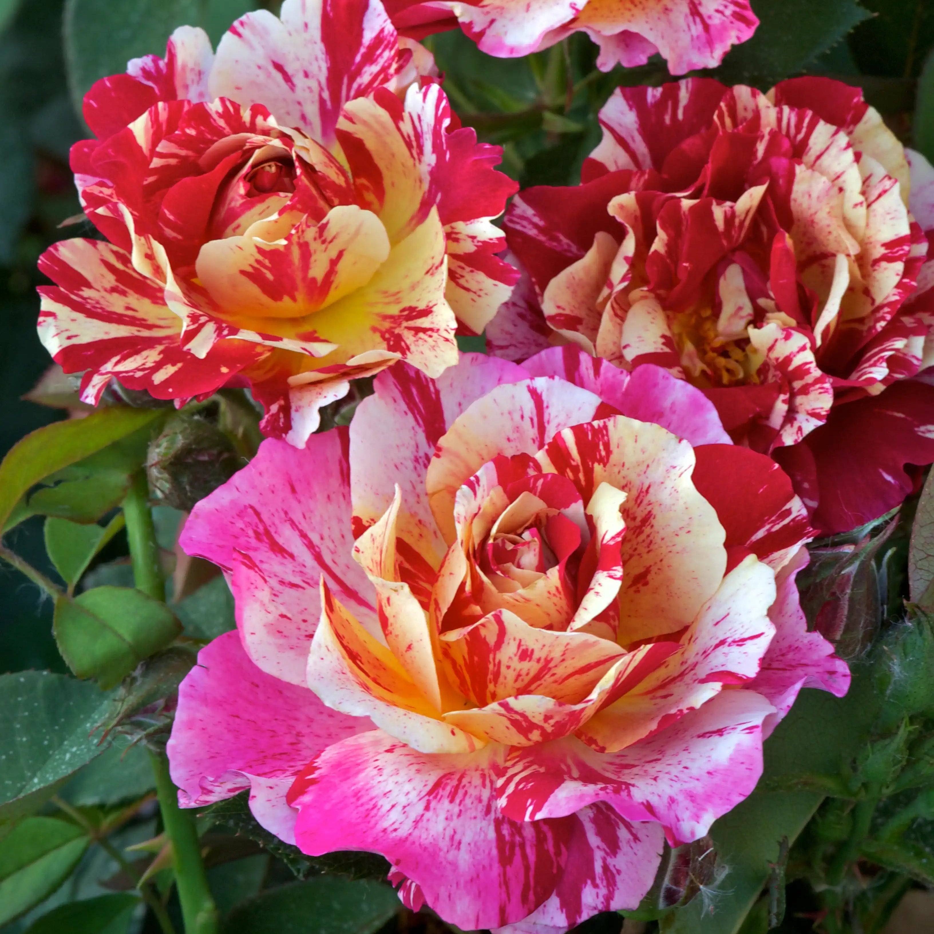 Maurice Utrillo® Red, White & Yellow Rose | April & Ashley