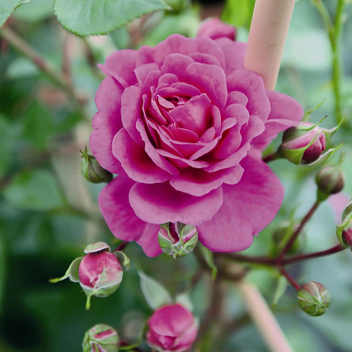 Close-up of a pink rose with green leaves and buds in the background