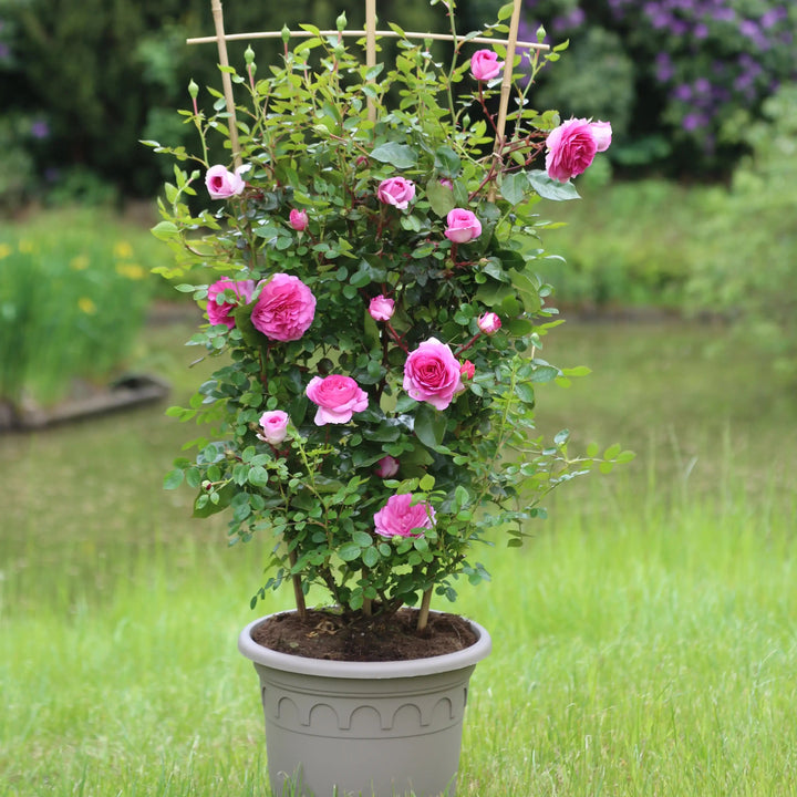 Potted plant with pink flowers and a trellis in a garden setting