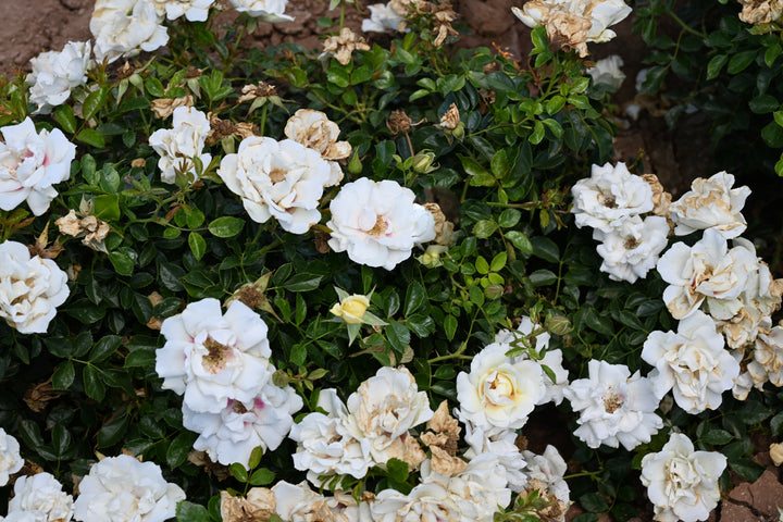 Merry Babylon Eyes™