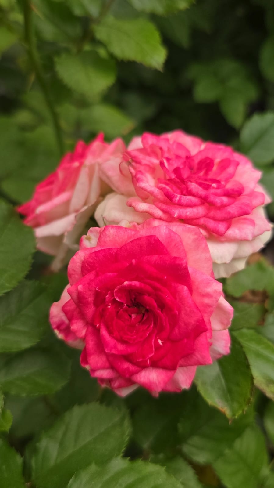 Midnight_Magic_rose
