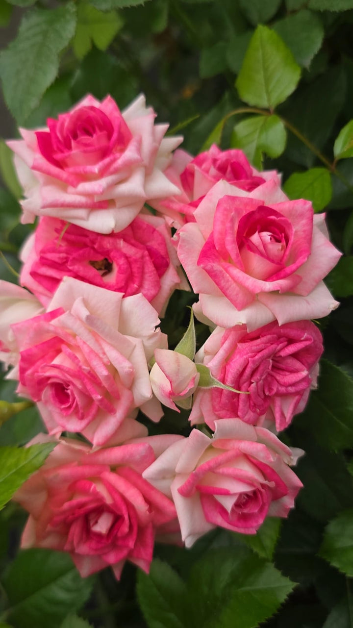 Midnight_Magic_rose