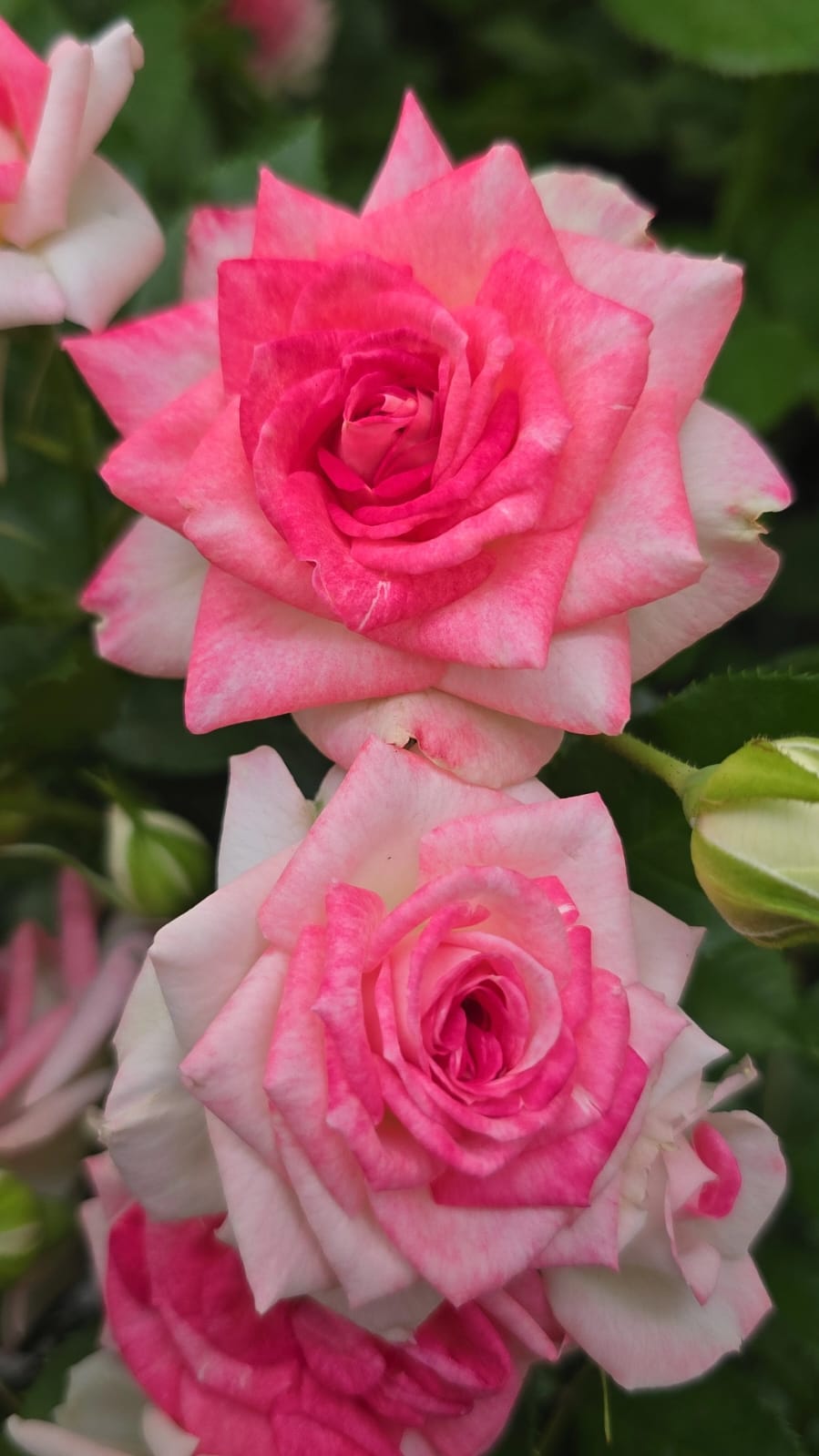 Midnight magic rose