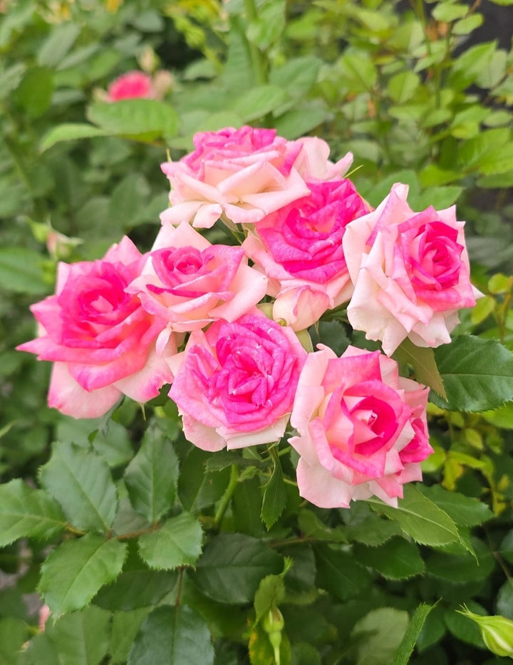 Midnight_Magic_rose