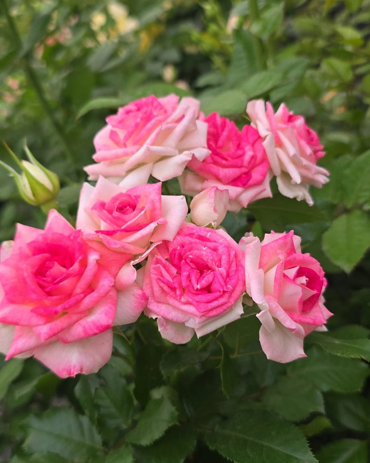 Midnight_Magic_rose