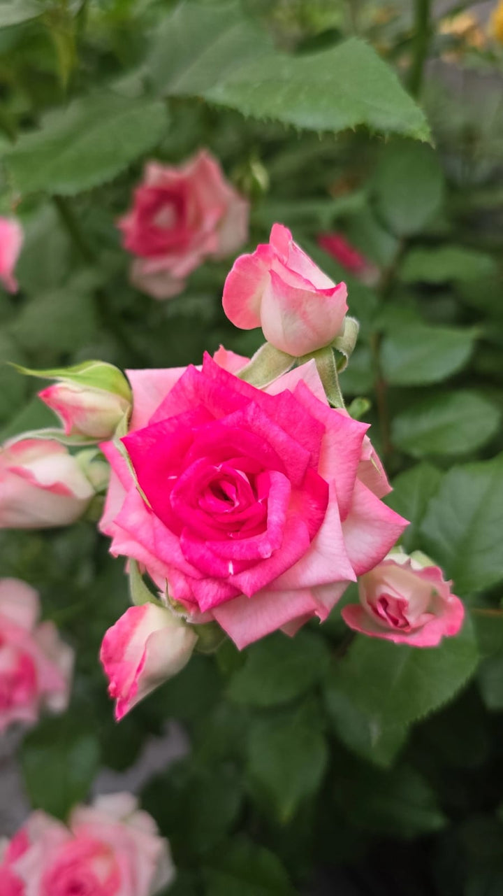 Midnight_Magic_rose