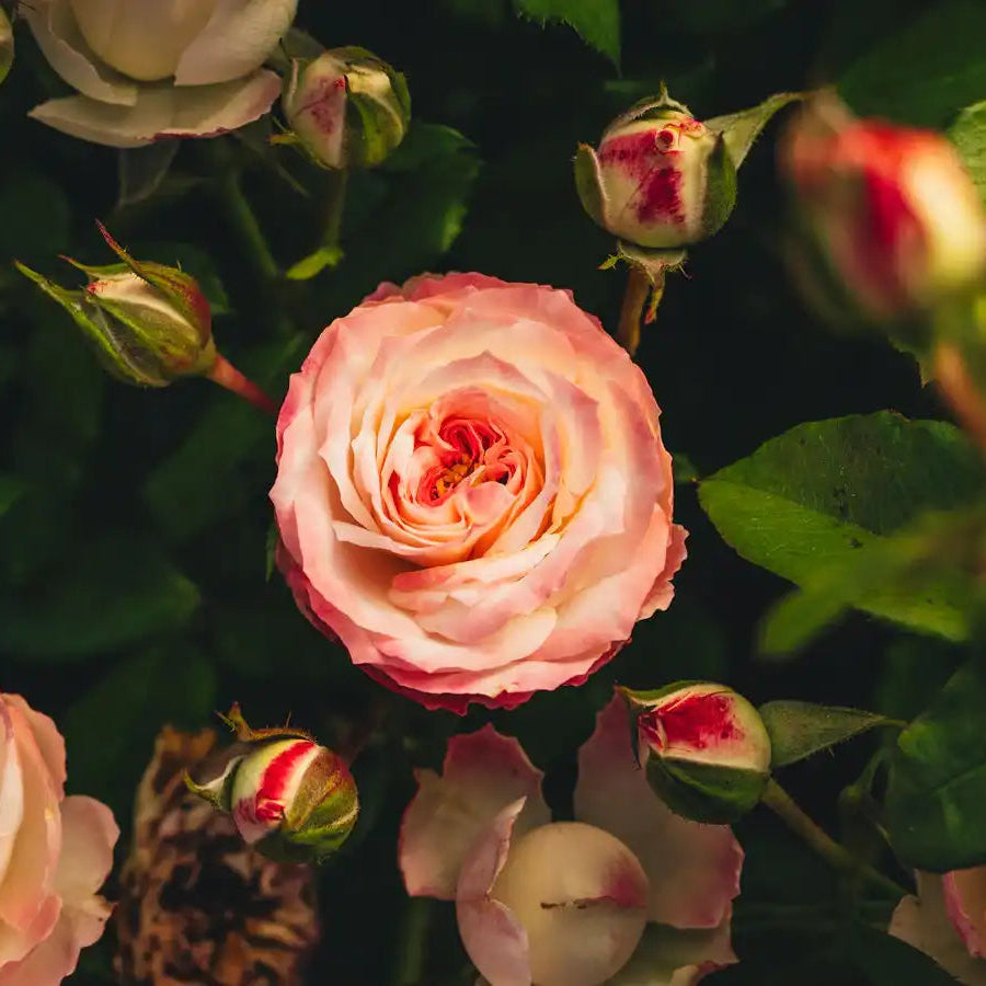 Pink Magic Roses Midnight Magic™ Delicate Pink & White Rose | April & Ashley