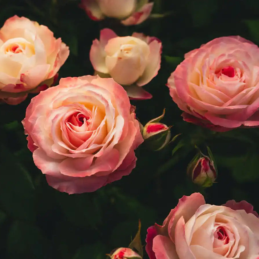 Pink Magic Roses Midnight Magic™ Delicate Pink & White Rose | April & Ashley