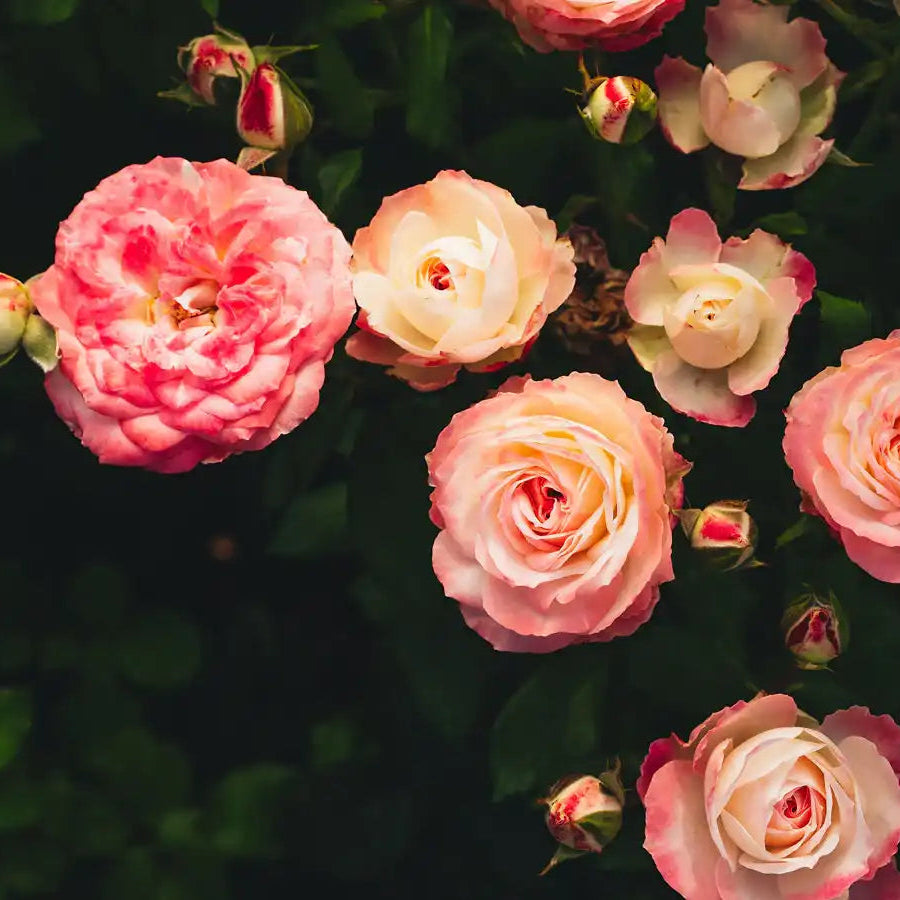 Midnight Magic™ Delicate Pink & White Rose | April & Ashley