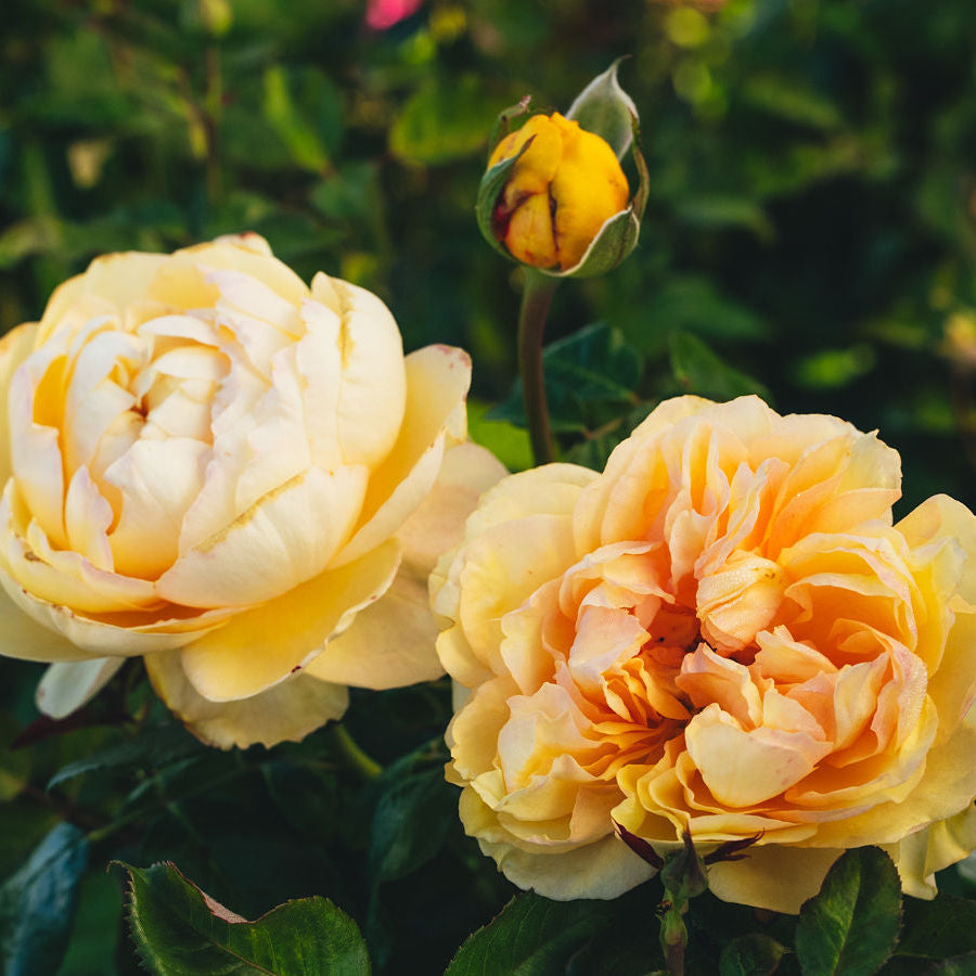Two yellow roses with a blurred green background