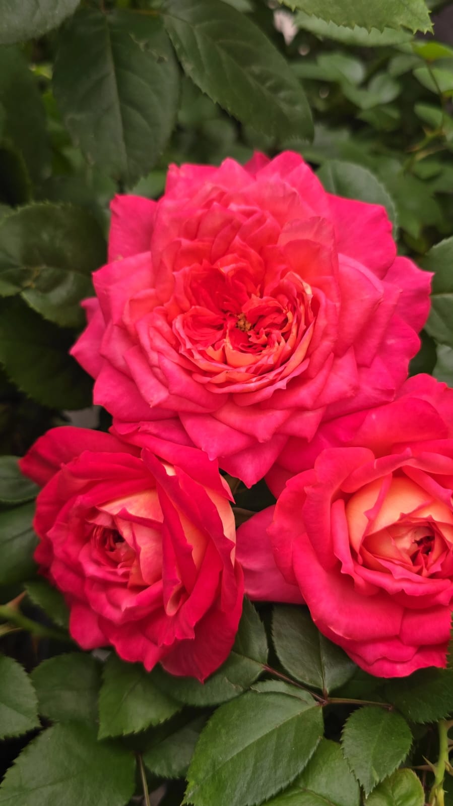 My_Sweet_Love_bloom
