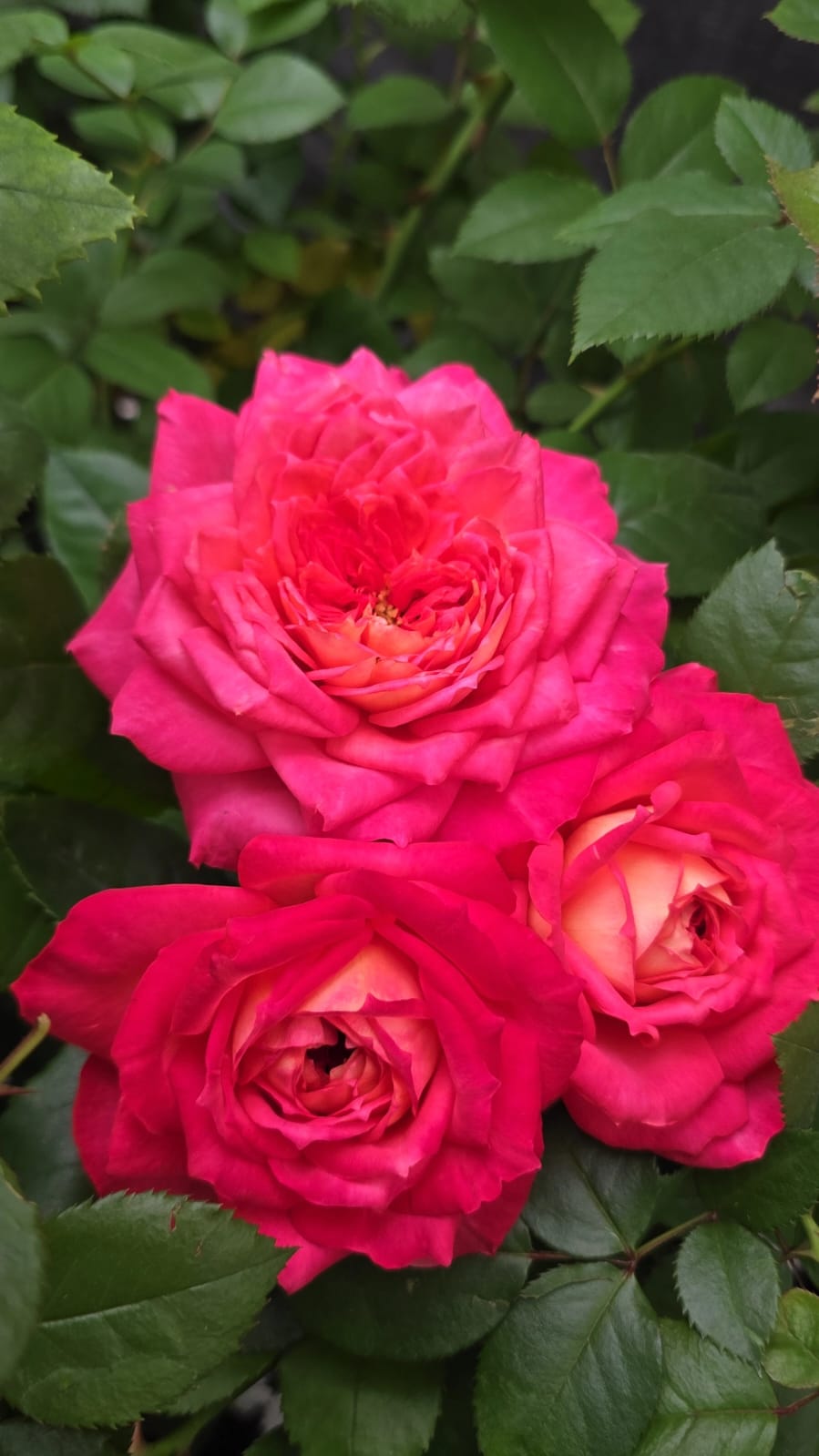 My_Sweet_Love_bloom