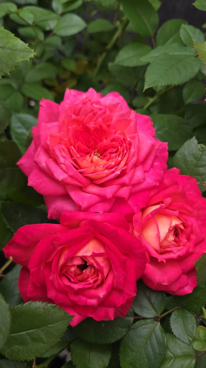 My_Sweet_Love_bloom