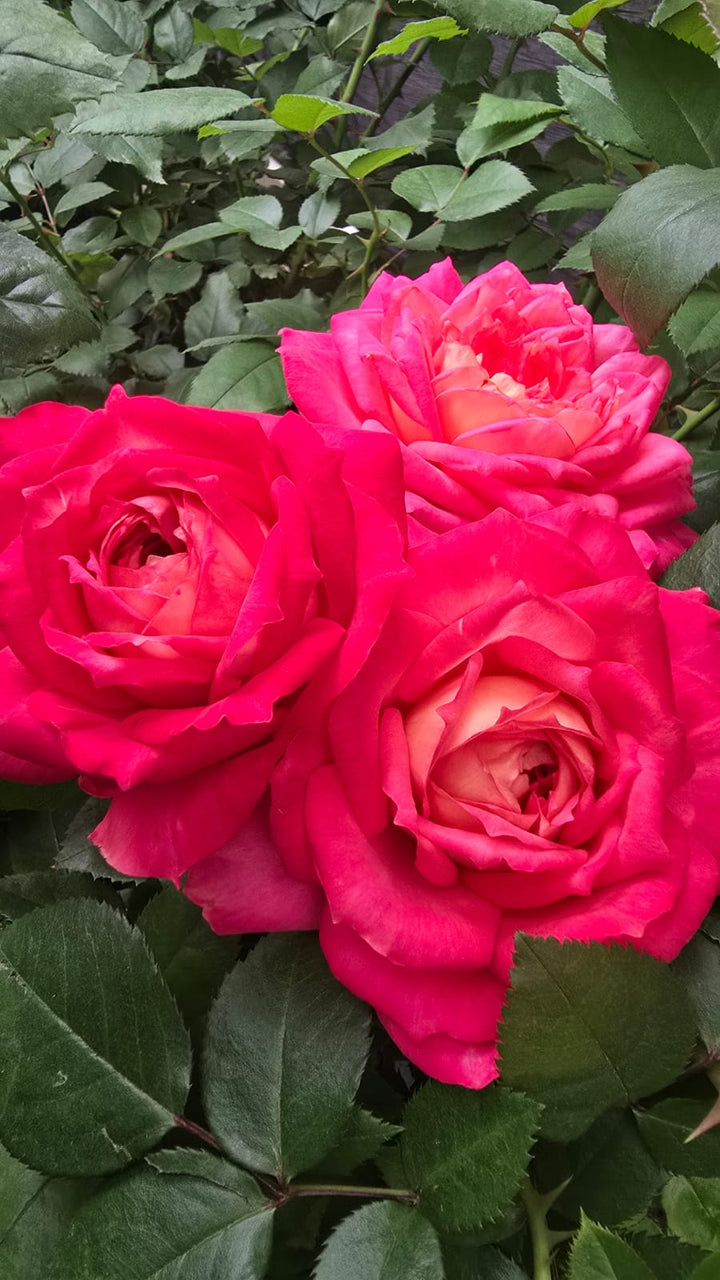 My_Sweet_Love_bloom
