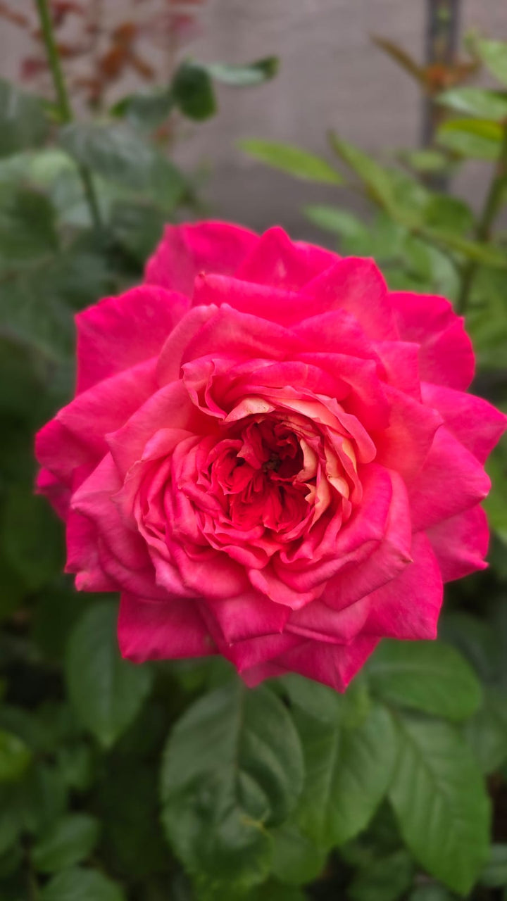 My_Sweet_Love_bloom