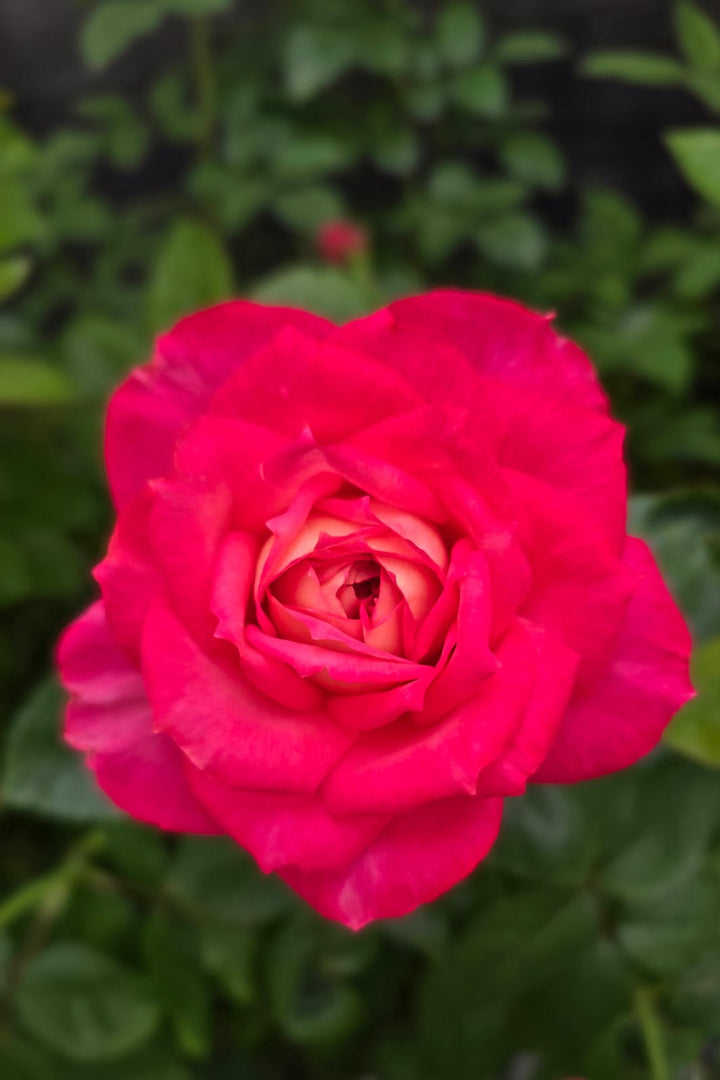 My_Sweet_Love_bloom