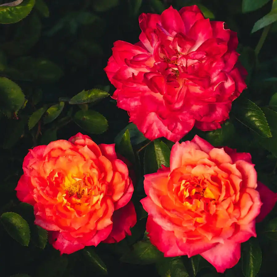 Three pink and orange flowers with green leaves in the background