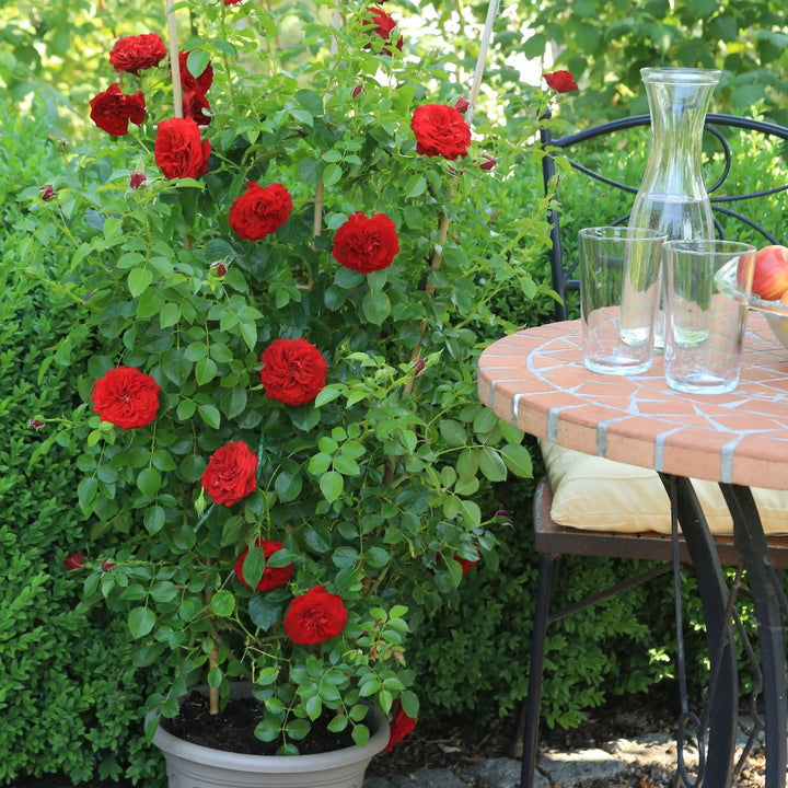 Potted plant with red flowers in a garden setting