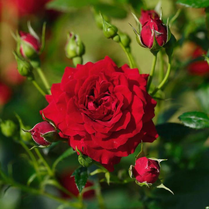 Close-up of a vibrant red rose with green leaves and buds in the background.
