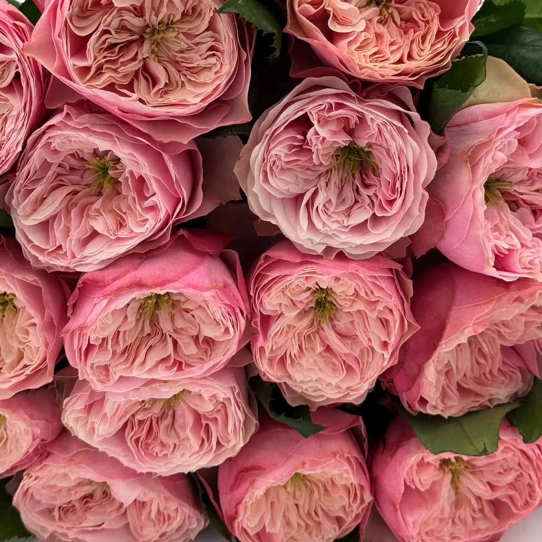 Northanger Abbey™ Soft Pink Rose | April & Ashley Northanger Abbey™ Soft Pink Rose | April & Ashley